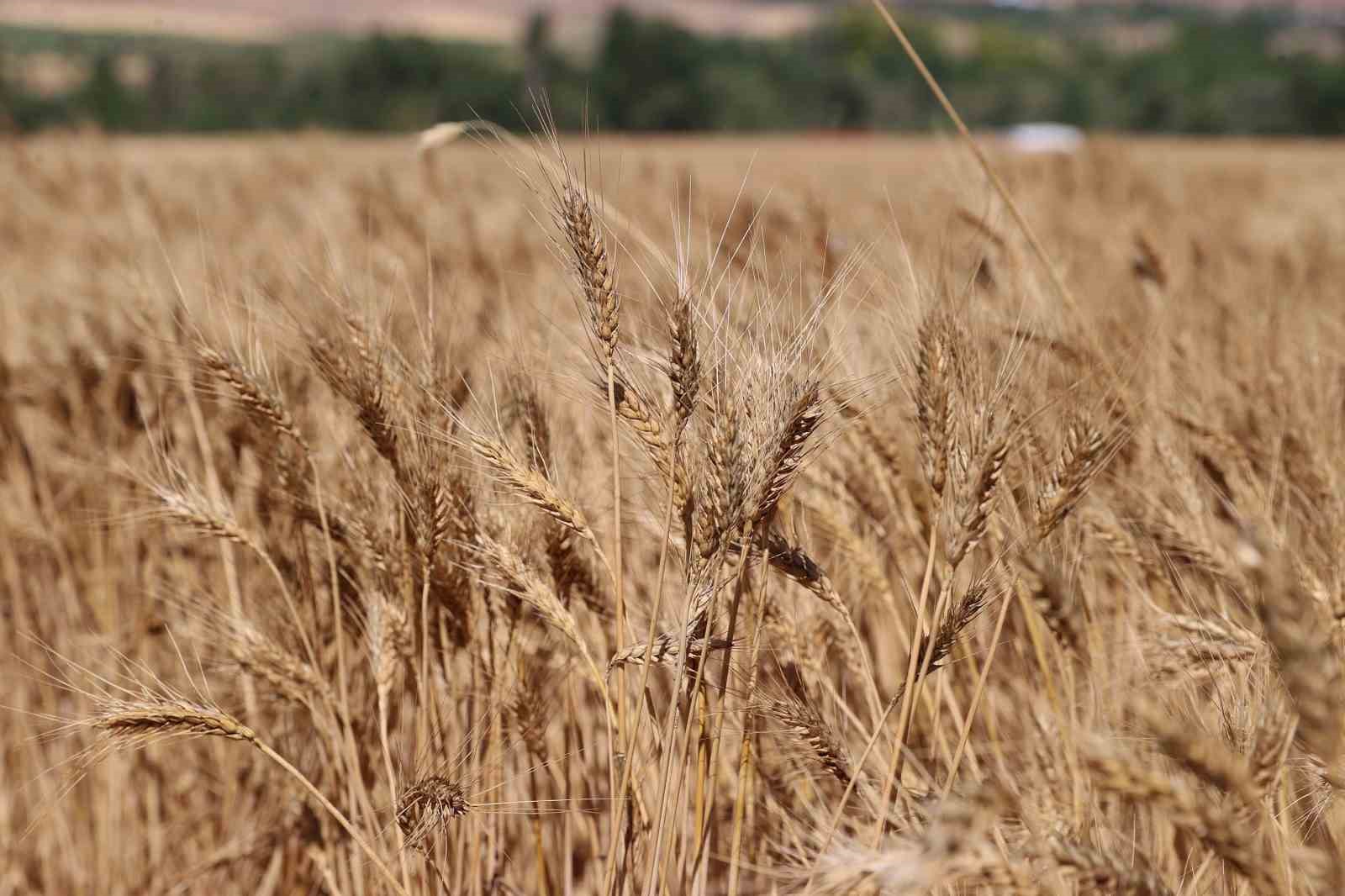 Sivas’ta hububat sezonu rekorla kapandı
