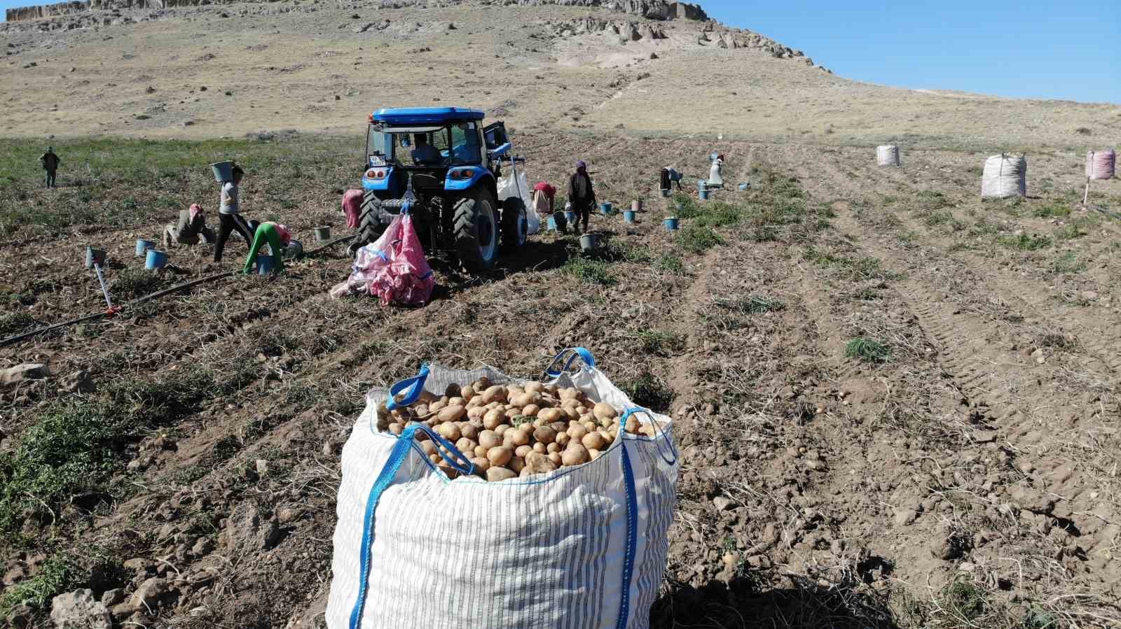 Sofraların vazgeçilmezi patates tarlada 2, pazarda 10 lira
