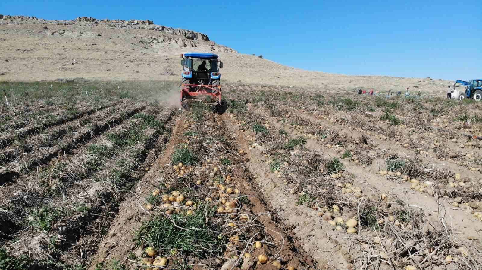 Sofraların vazgeçilmezi patates tarlada 2, pazarda 10 lira
