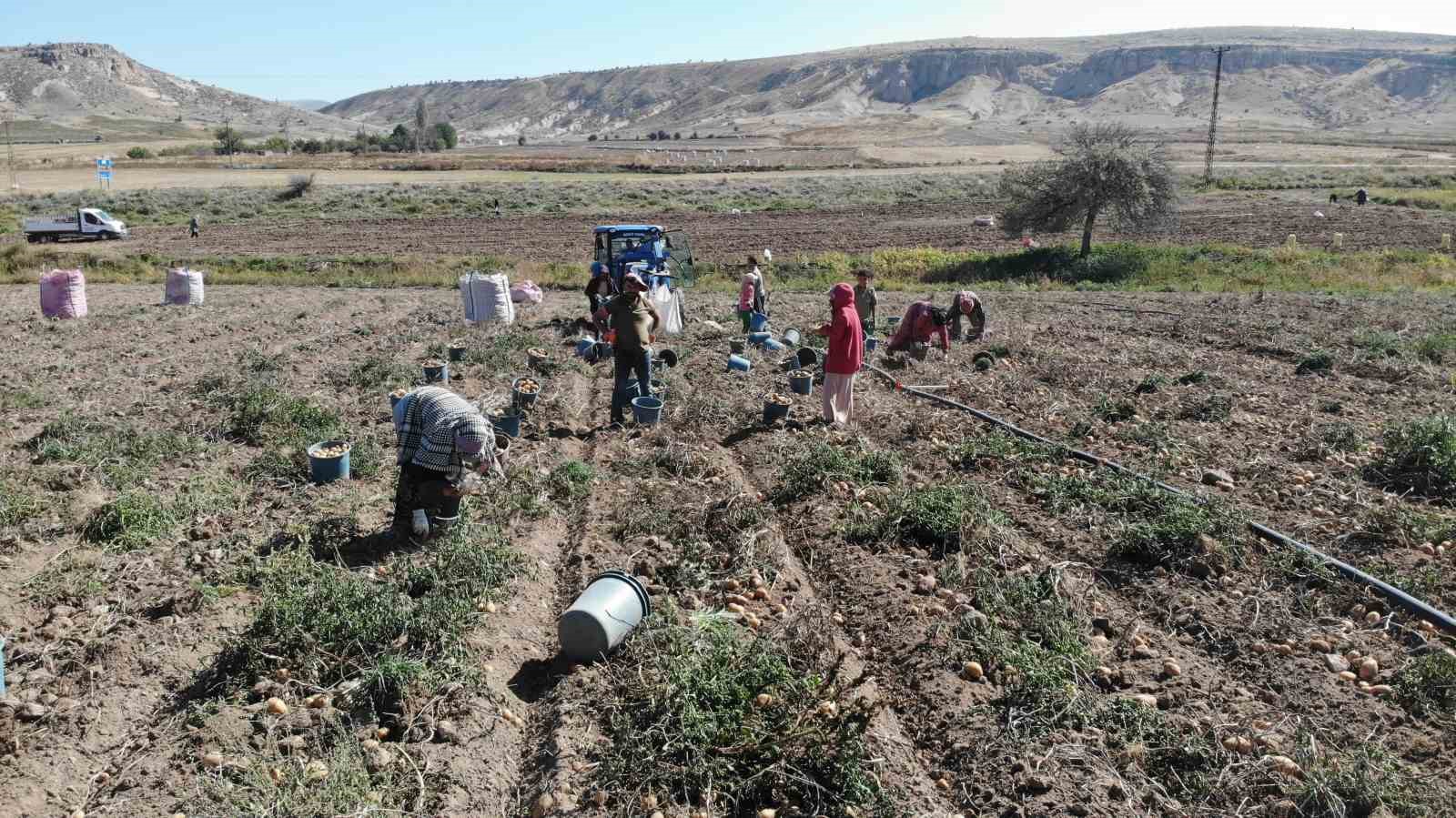 Sofraların vazgeçilmezi patates tarlada 2, pazarda 10 lira
