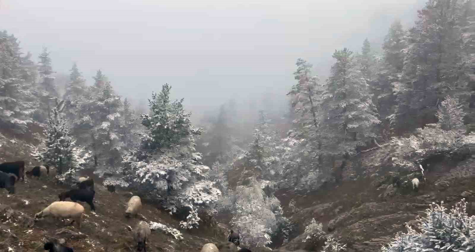 Giresun yaylalarına kar yağdı, çobanlar zorlu dönüş yolculuğuna çıktı
