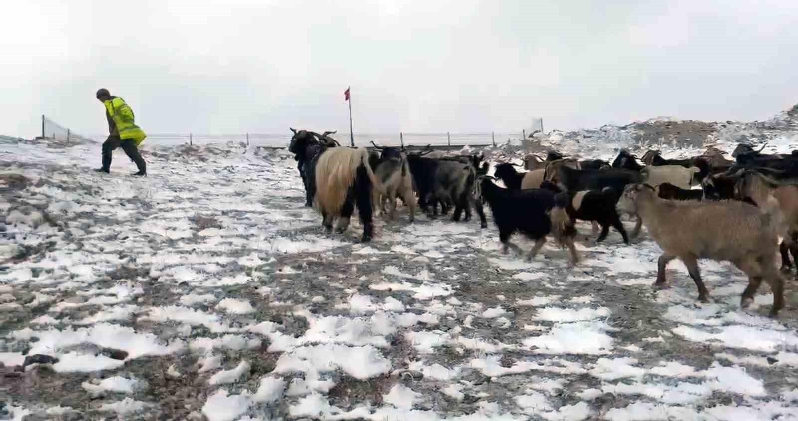 Giresun yaylalarına kar yağdı, çobanlar zorlu dönüş yolculuğuna çıktı
