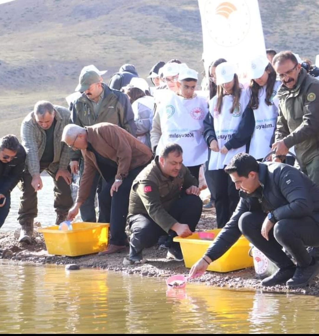 Divriği’de göletlere 10 bin yavru alabalık bırakıldı
