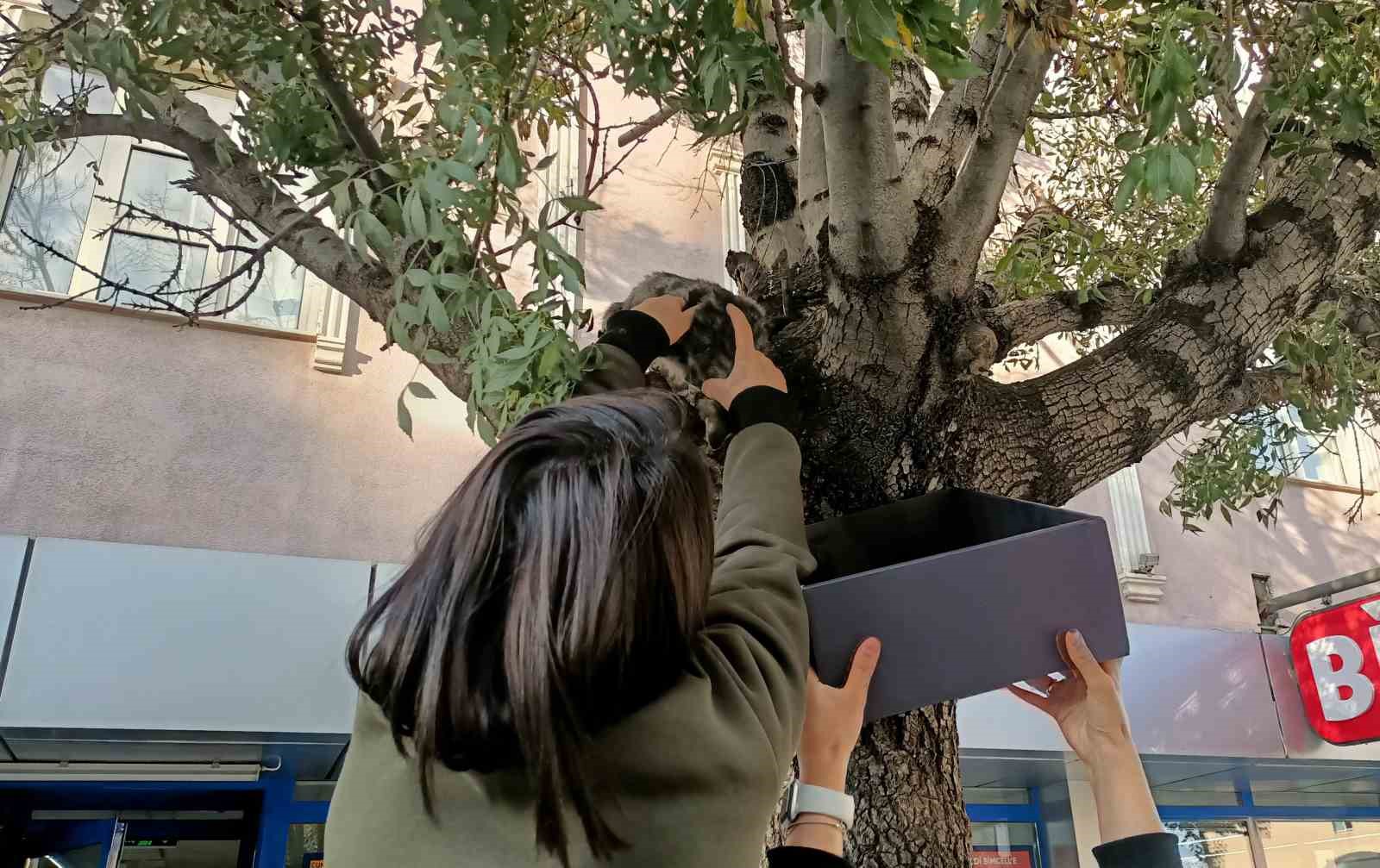 Ağaçtan aşağı inmeyen yavru kedi yaş mamayla ikna edildi
