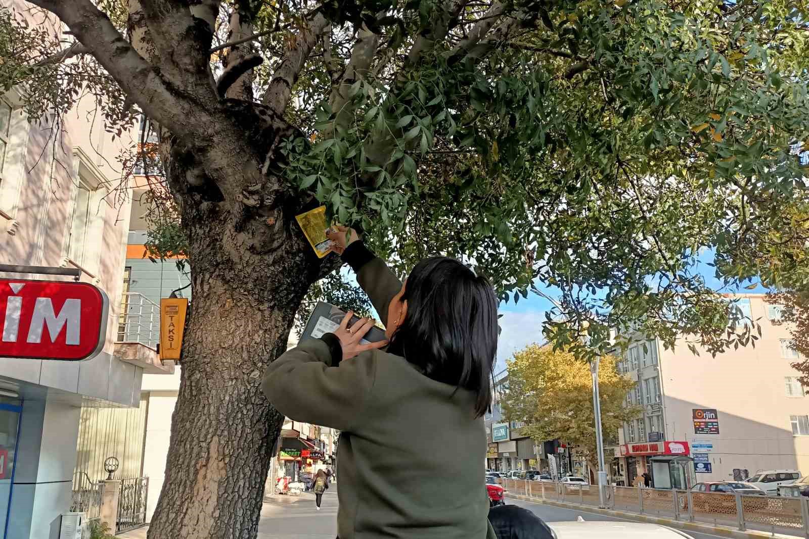 Ağaçtan aşağı inmeyen yavru kedi yaş mamayla ikna edildi
