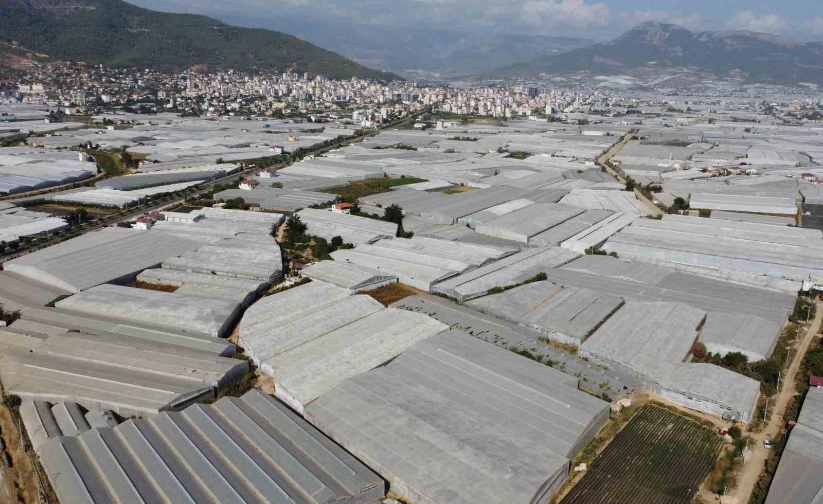 Muzun başkentinde hasat sezonu başladı: Tüketilen her iki muzdan biri Mersin’den
