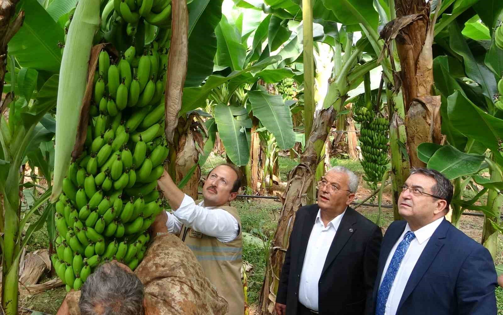 Muzun başkentinde hasat sezonu başladı: Tüketilen her iki muzdan biri Mersin’den
