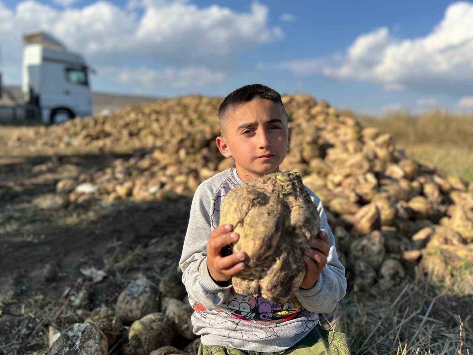 Akyaka’da pancar hasadı başladı
