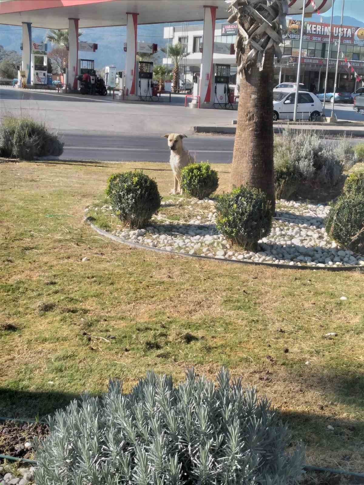 Germencik’te yaşlı adama köpekler saldırdı
