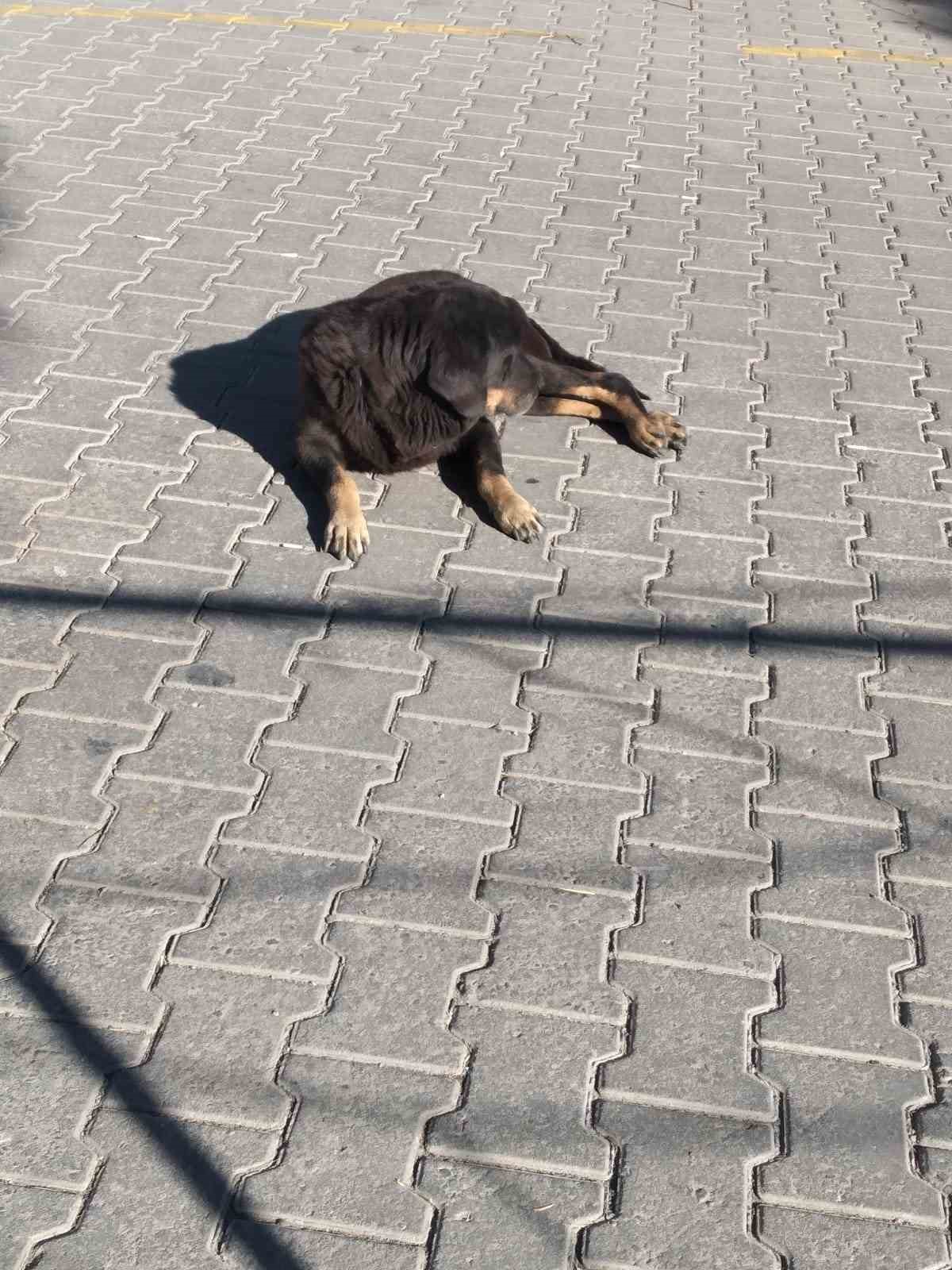 Germencik’te yaşlı adama köpekler saldırdı
