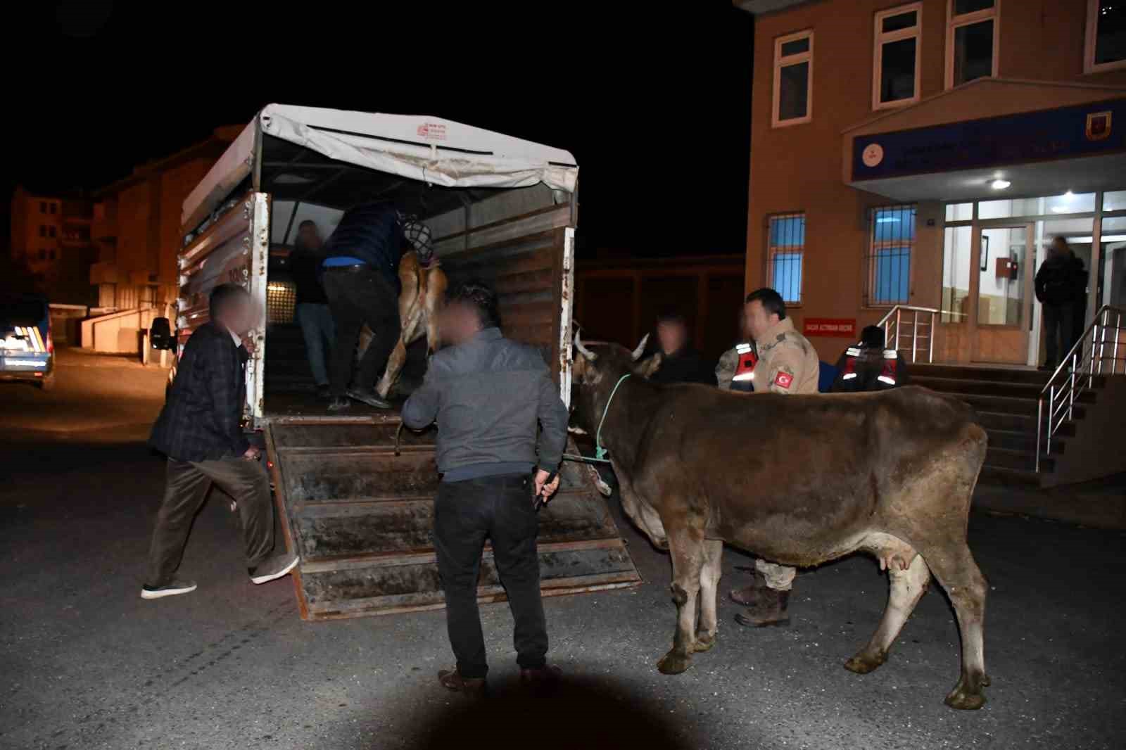 Horasan’dan hayvan çalan hırsız Sarıkamış’ta şakalandı
