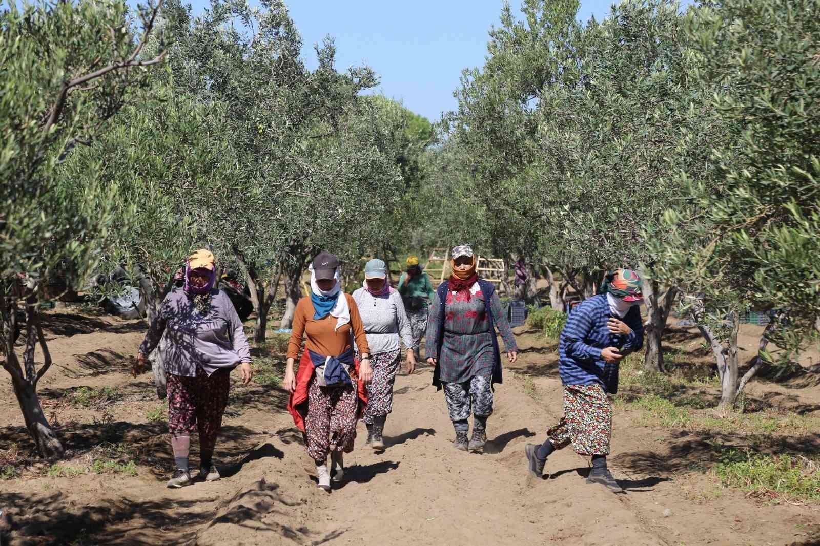 Ayvalık’ta dua ve hayır yemekleriyle ilk hasat
