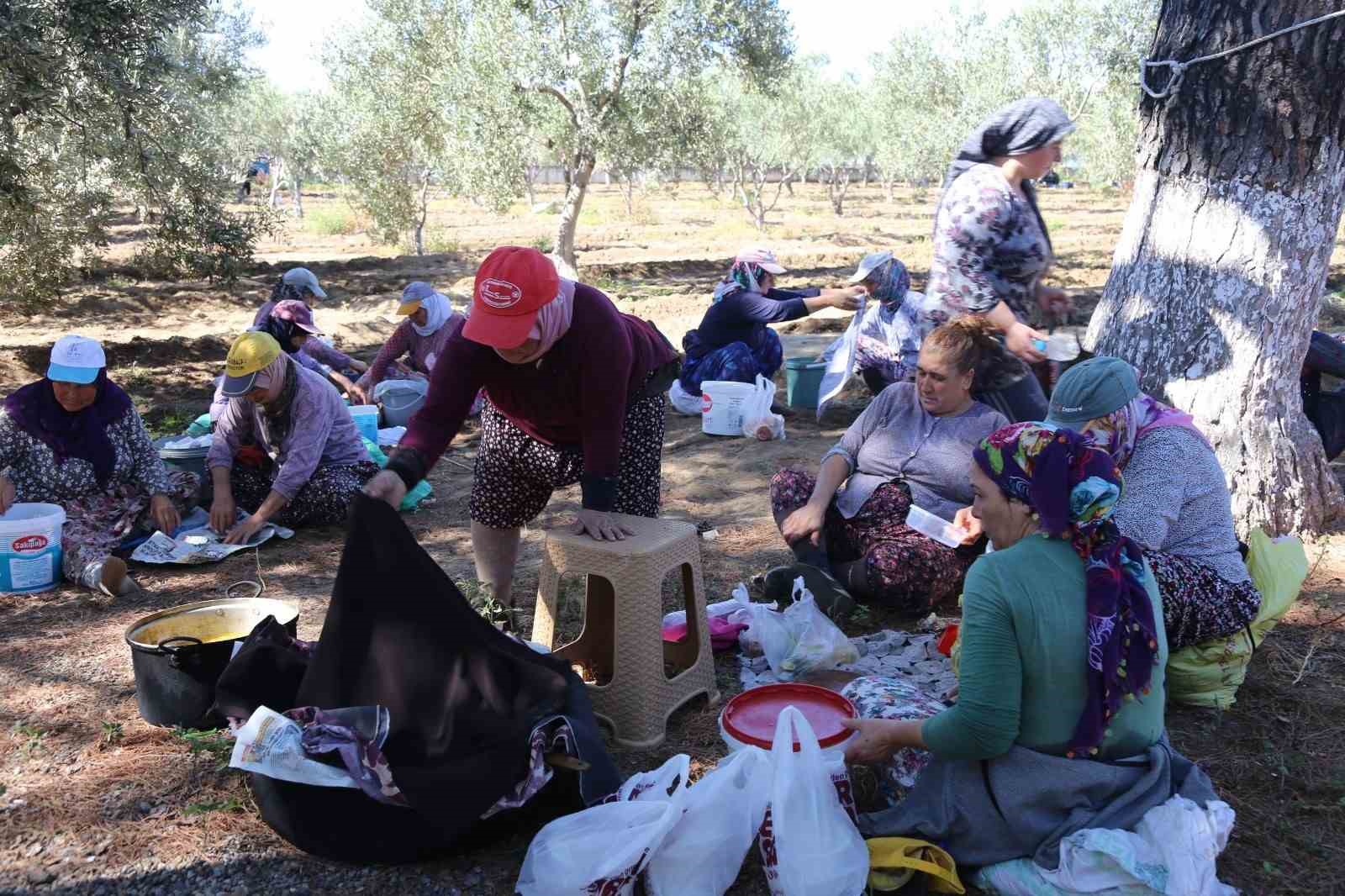 Ayvalık’ta dua ve hayır yemekleriyle ilk hasat
