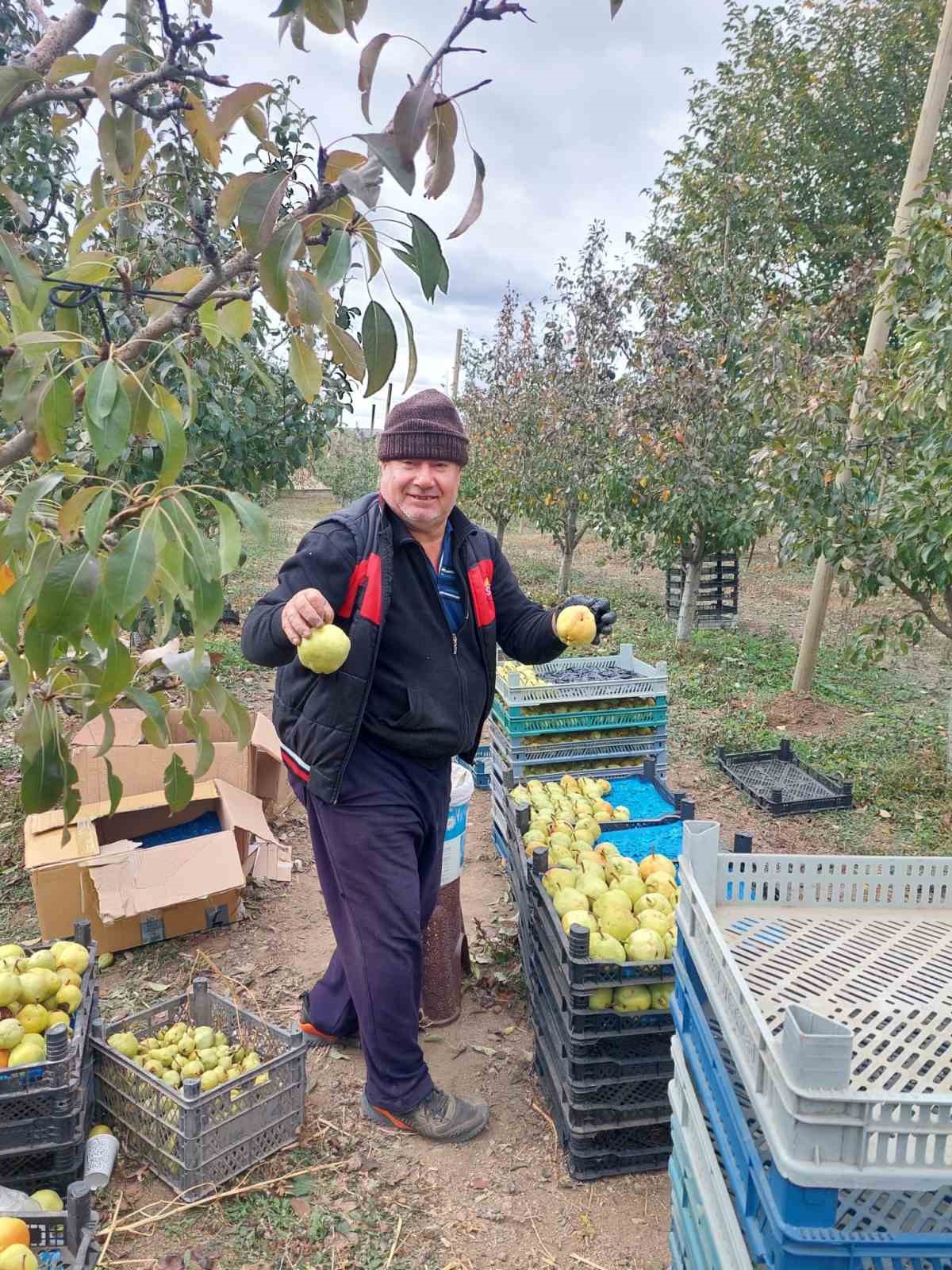 Sungurlu’da deveci armudu hasadı başladı
