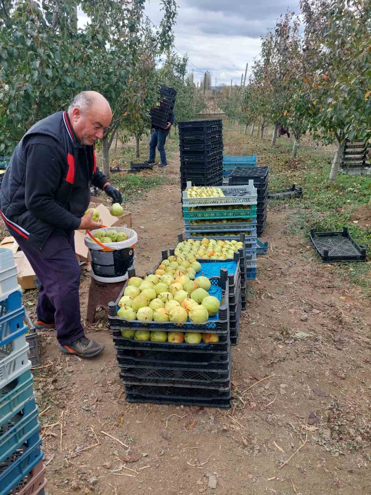 Sungurlu’da deveci armudu hasadı başladı
