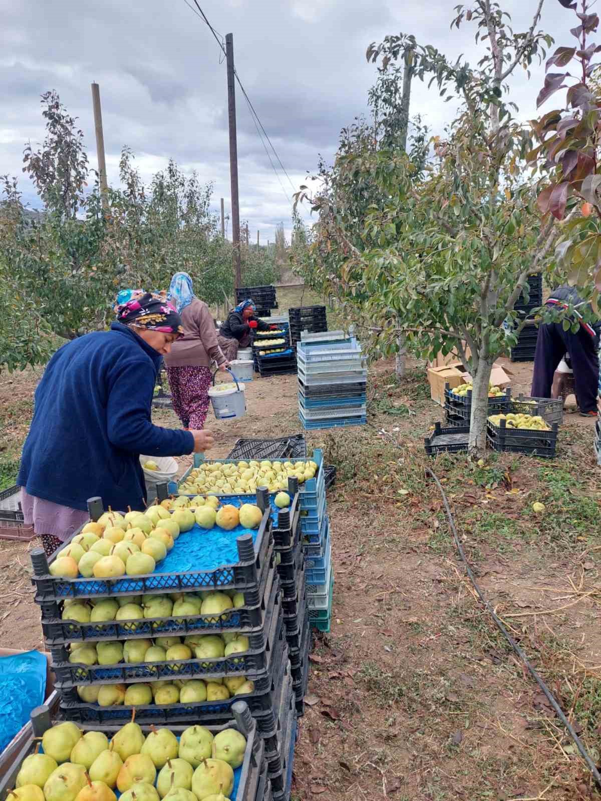 Sungurlu’da deveci armudu hasadı başladı
