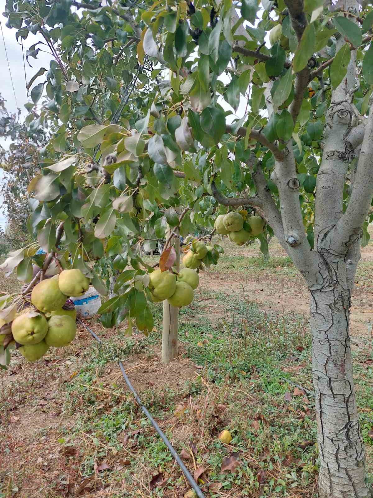 Sungurlu’da deveci armudu hasadı başladı
