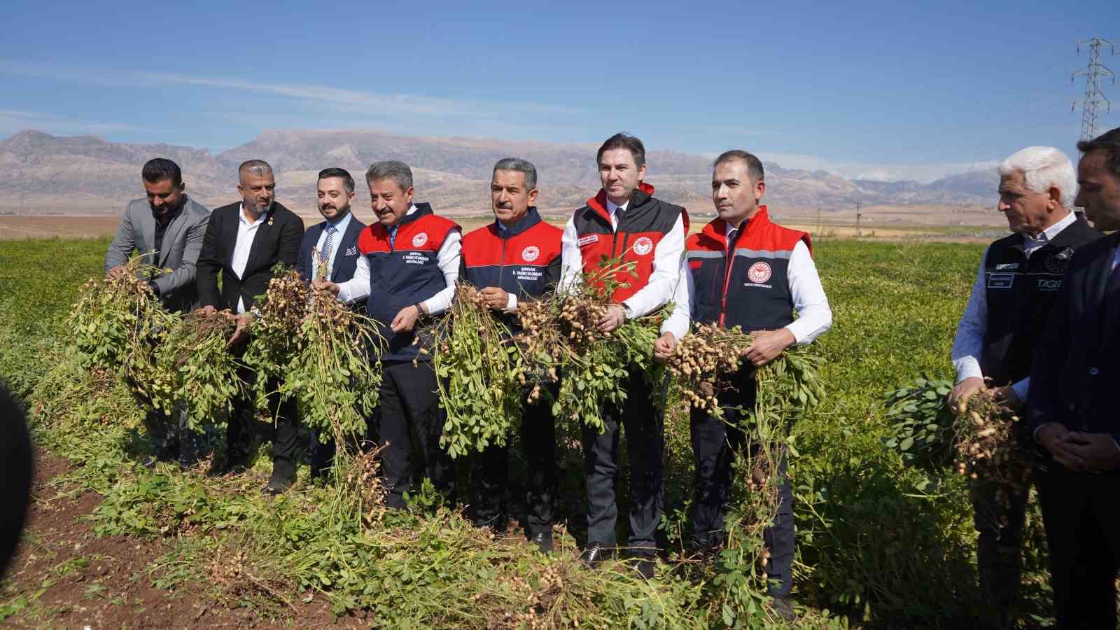 Şırnak’ta yer fıstığı hasadına başlandı
