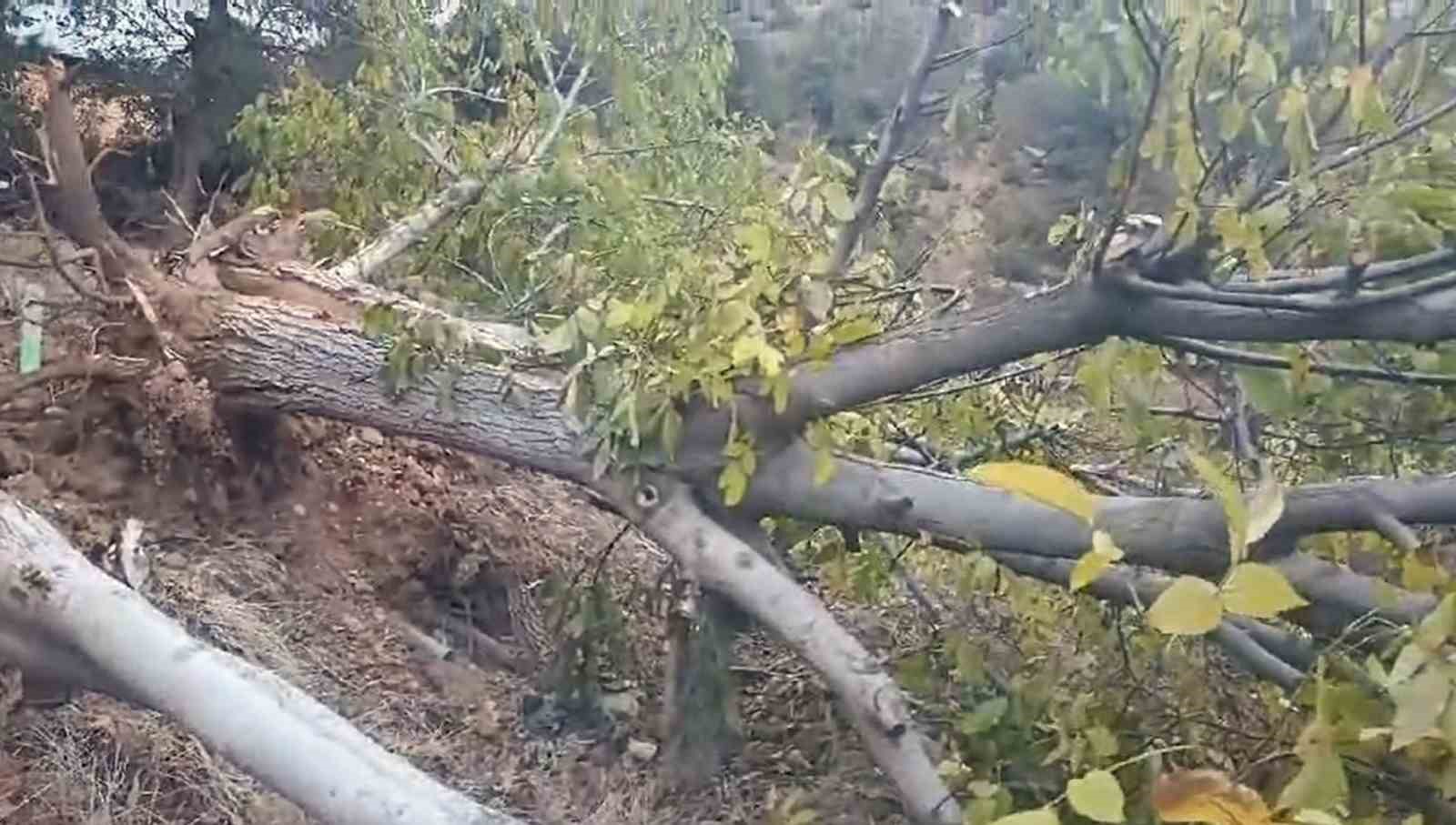 Giresun’un Çamoluk ilçesinde sökülen yarım asırlık ceviz ağaçları tepkiye neden oldu
