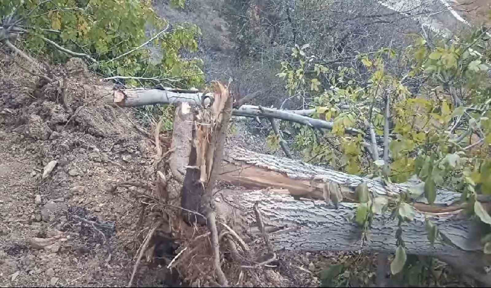 Giresun’un Çamoluk ilçesinde sökülen yarım asırlık ceviz ağaçları tepkiye neden oldu
