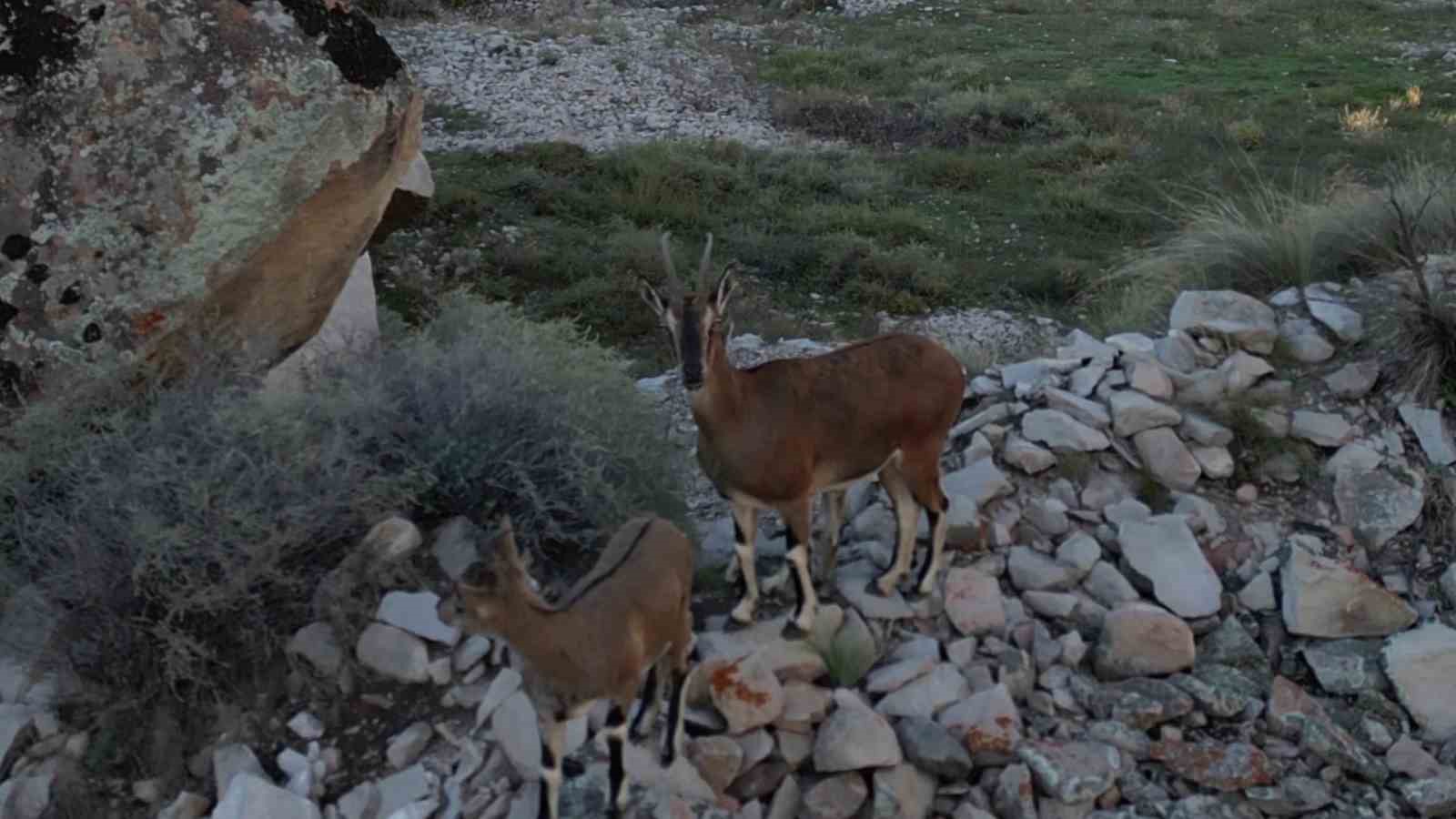 Dağ keçileri ve yavruları görüntülendi
