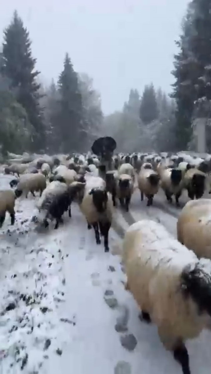 Kar bastırınca yayladan mezraya 3 günde ulaştılar
