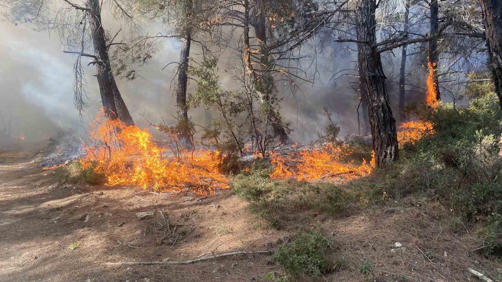 Çanakkale’deki orman yangınında 2 kişi gözaltına alındı
