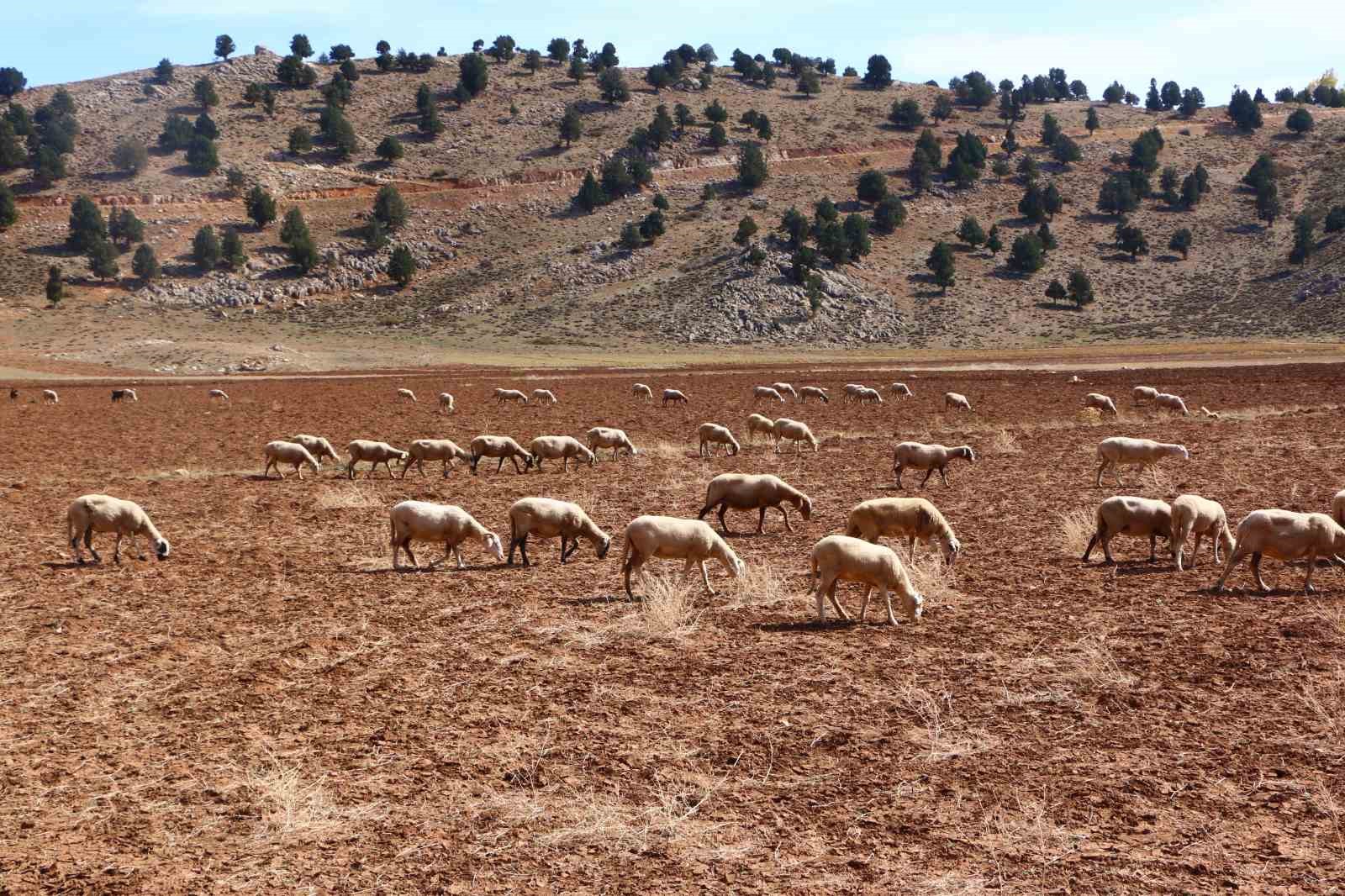 Elmalı’da Çoban Haritası Projesi tamamladı
