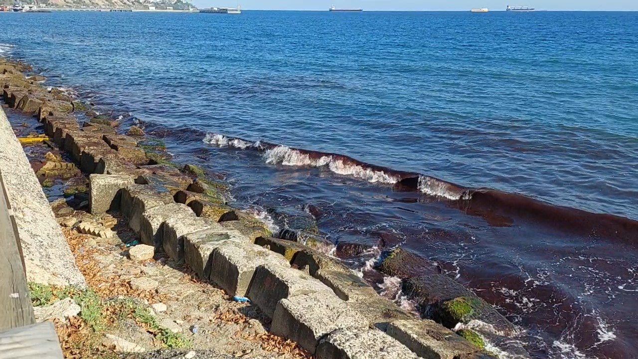 Tekirdağ’da kızıl alarm: Yosunlar sahili sardı
