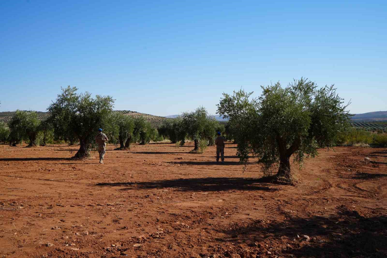 Zeytin bahçelerine jandarma koruması
