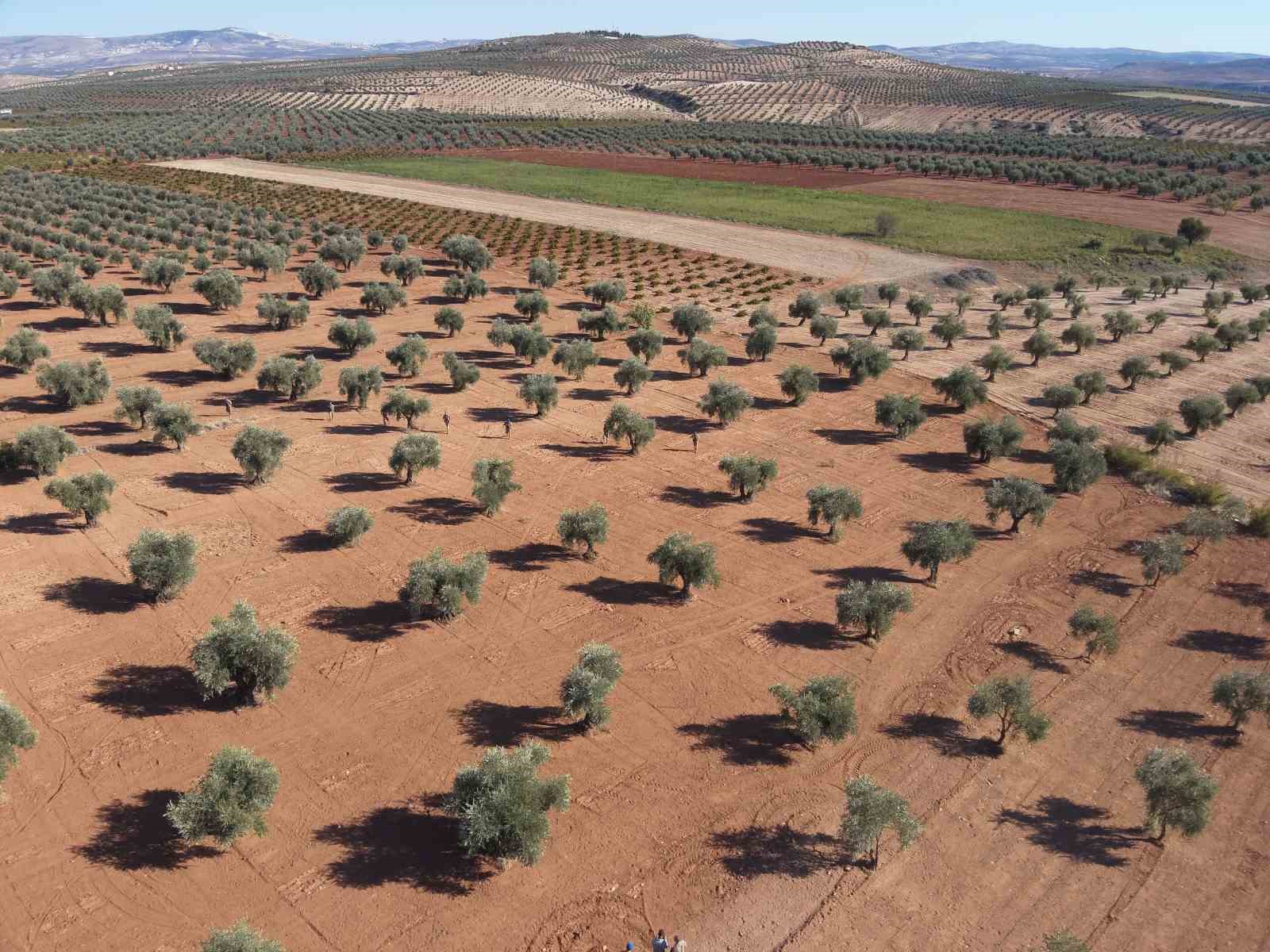 Zeytin bahçelerine jandarma koruması
