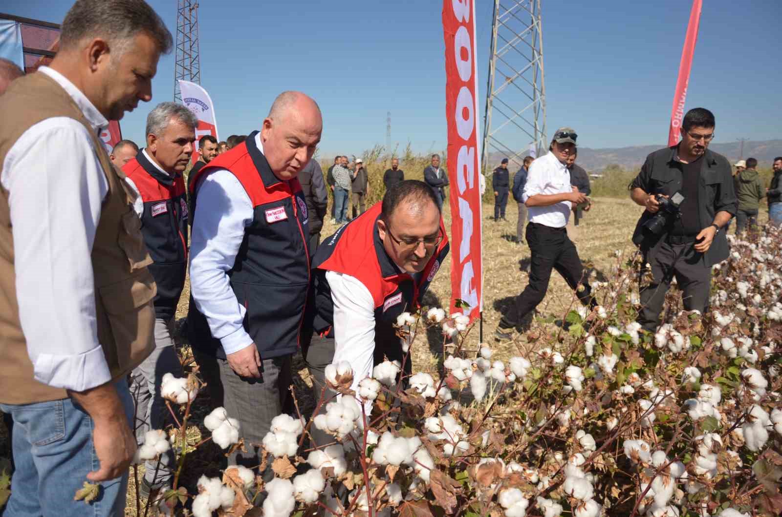 Denizli’de beyaz altın hasadı başladı
