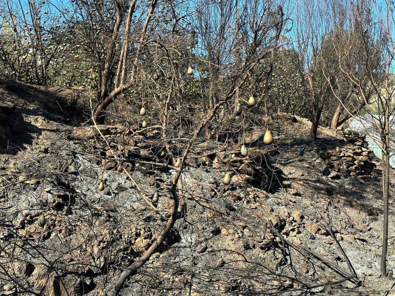 Alanya’da avokado bahçesinde yangın: 60 ağaç kül oldu
