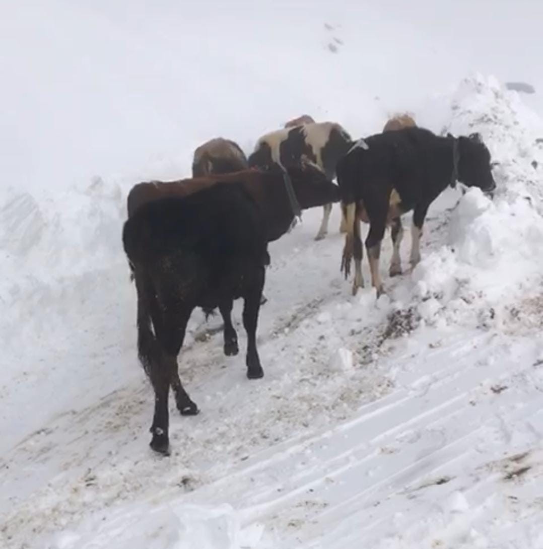 Rize’de kar nedeniyle yaylalarda mahsur kalan yaylacılar hayvanları ile birlikte kurtarıldı
