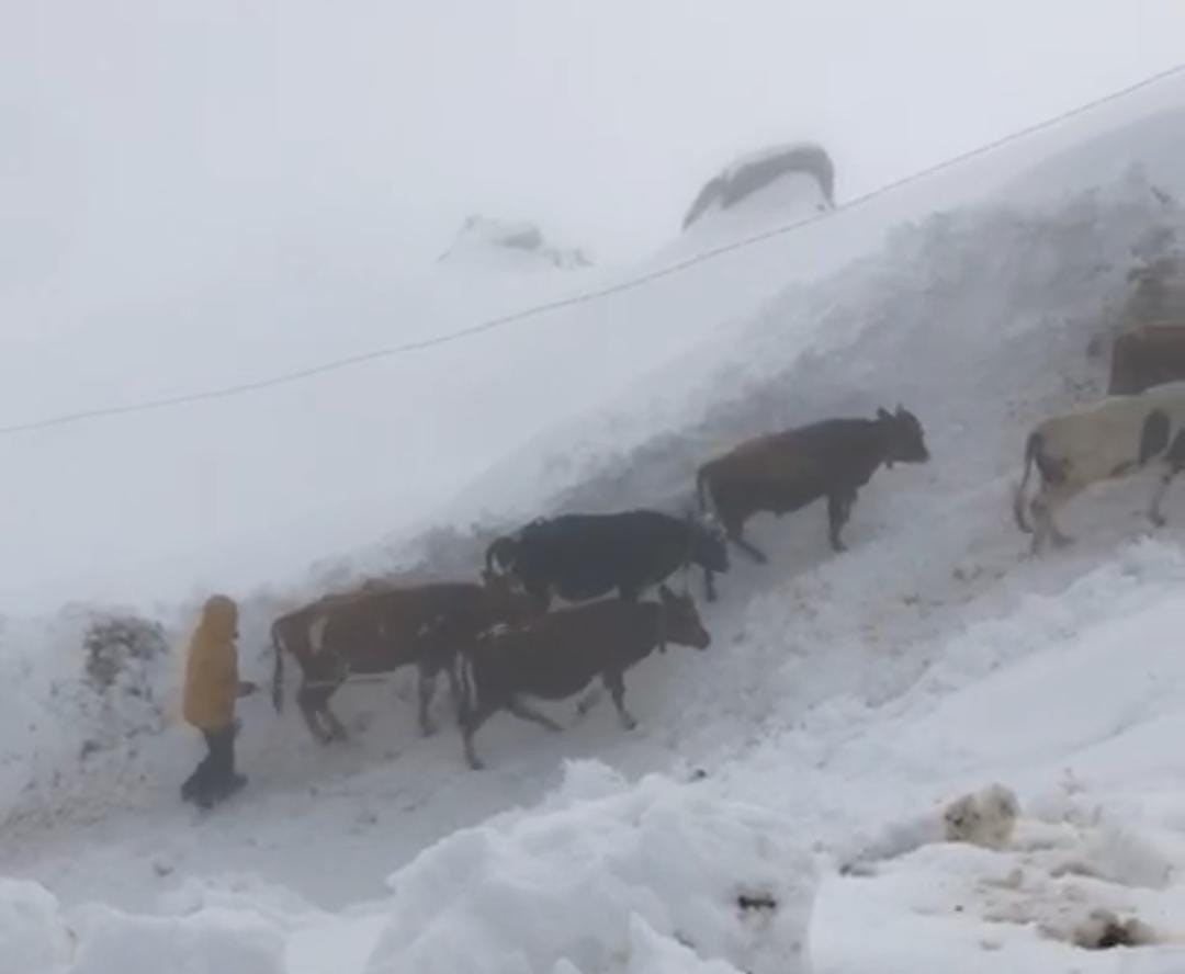 Rize’de kar nedeniyle yaylalarda mahsur kalan yaylacılar hayvanları ile birlikte kurtarıldı
