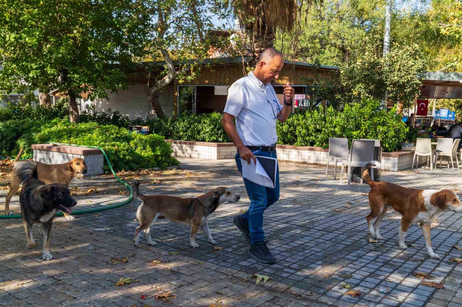 İzmir’de sahipsiz köpeklerin sayımı başladı
