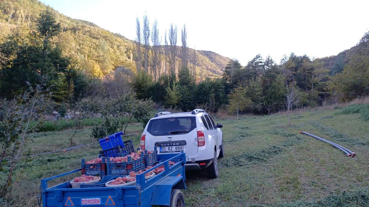 Adana’da zirveye kar yağdı, elma hasadı erken yapıldı
