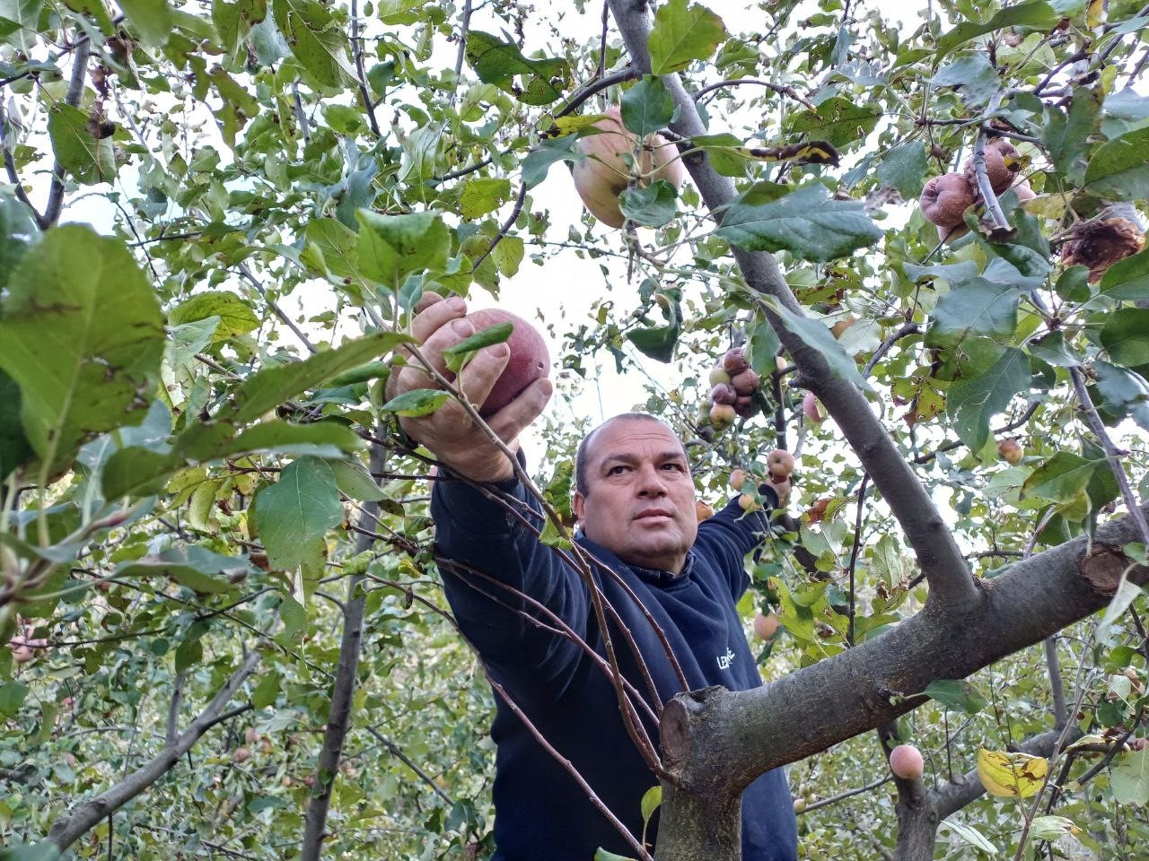 Adana’da zirveye kar yağdı, elma hasadı erken yapıldı
