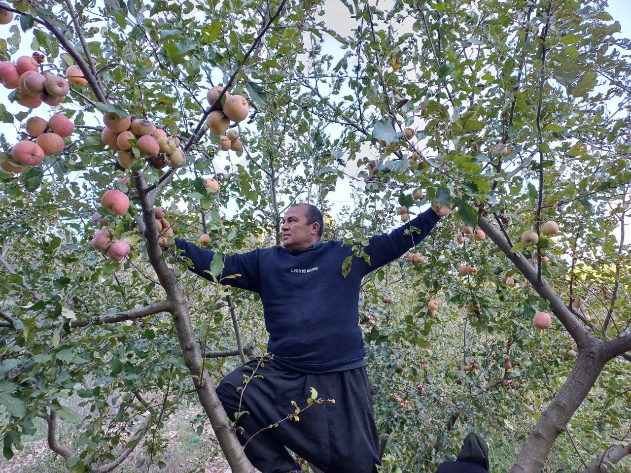 Adana’da zirveye kar yağdı, elma hasadı erken yapıldı
