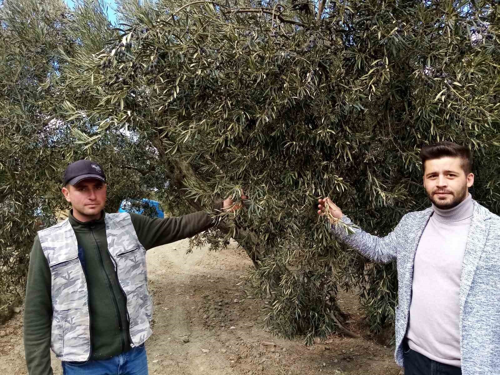 Susuzluk zeytin ağaçlarını da etkiledi
