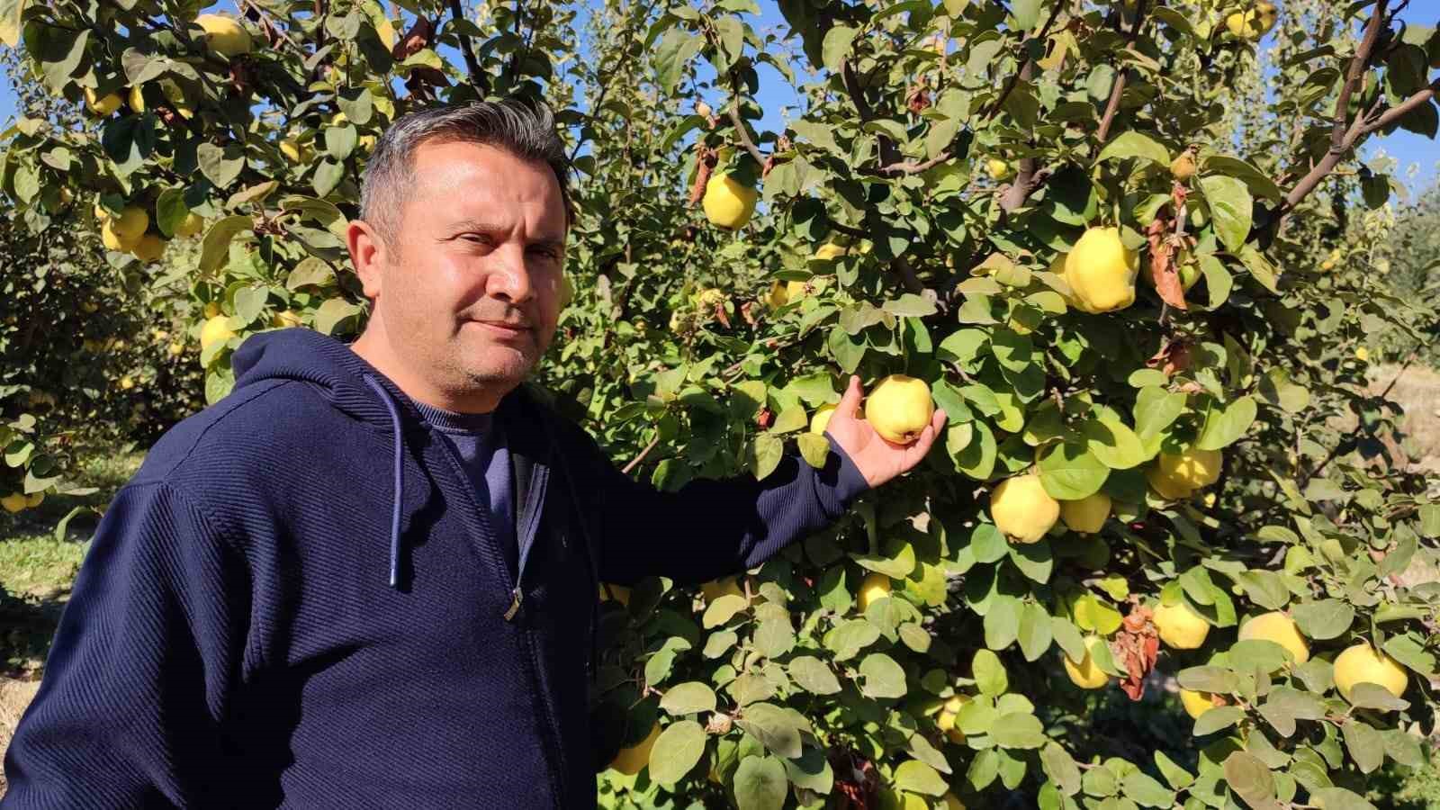 Hasadı başlayan ayva, üreticisinin yüzünü güldürdü
