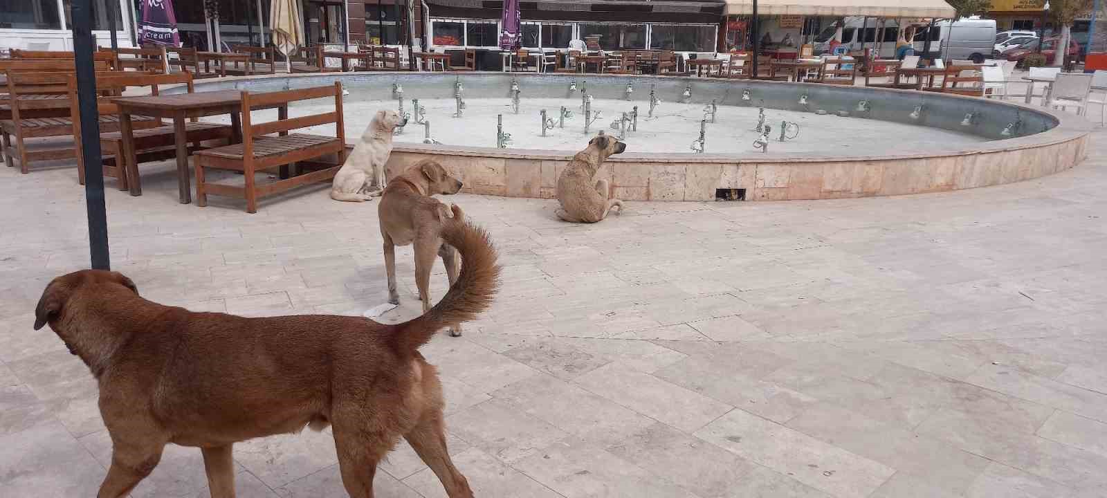 Aydın’da ‘sokak köpekleri sorunu’ büyüyor
