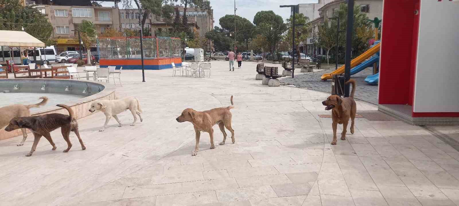 Aydın’da ‘sokak köpekleri sorunu’ büyüyor
