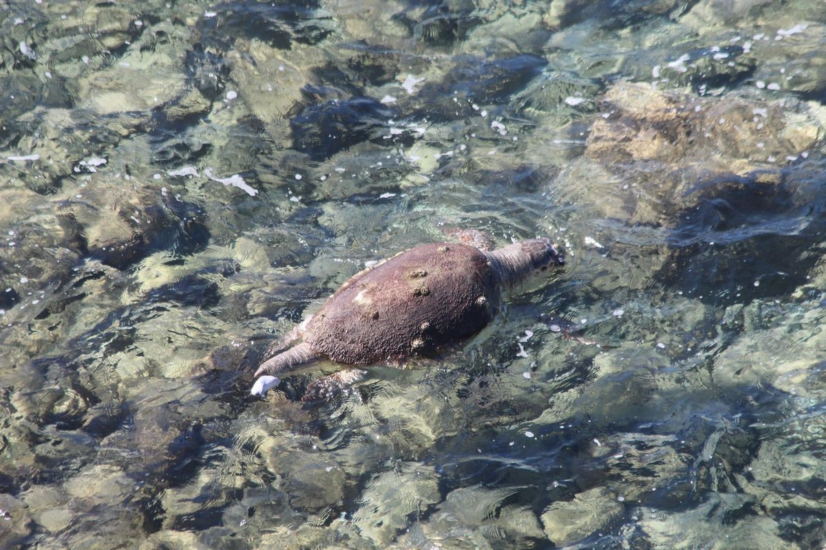 Ölü olarak bulunan caretta, dalgıçlar tarafından karaya çıkarıldı
