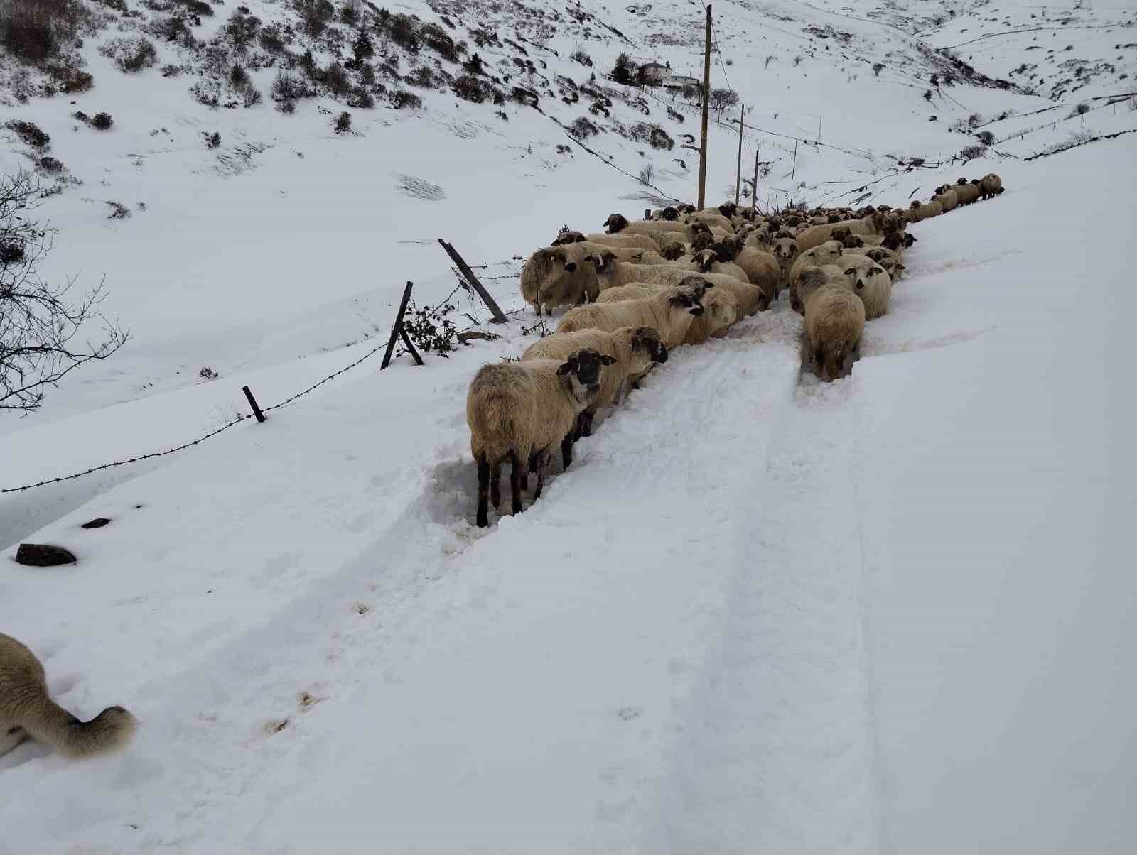 Giresun yaylalarında yağan karla kartpostallık görüntüler oluştu
