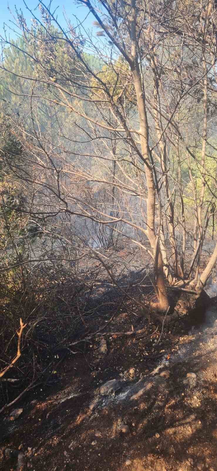 Zeytinlik alanda çıkan yangına havadan ve karadan müdahale edildi
