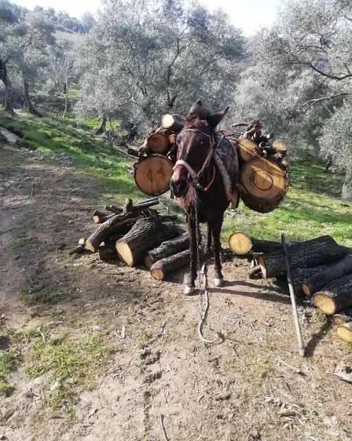 Aydın’da geleneksel kış hazırlıkları başladı
