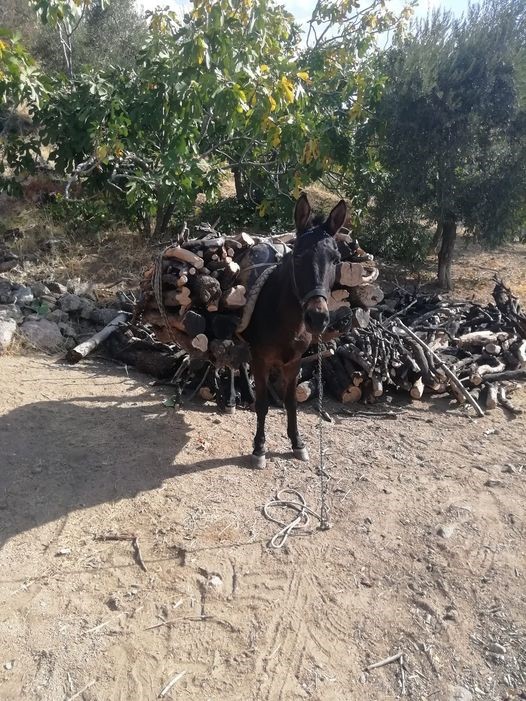 Aydın’da geleneksel kış hazırlıkları başladı
