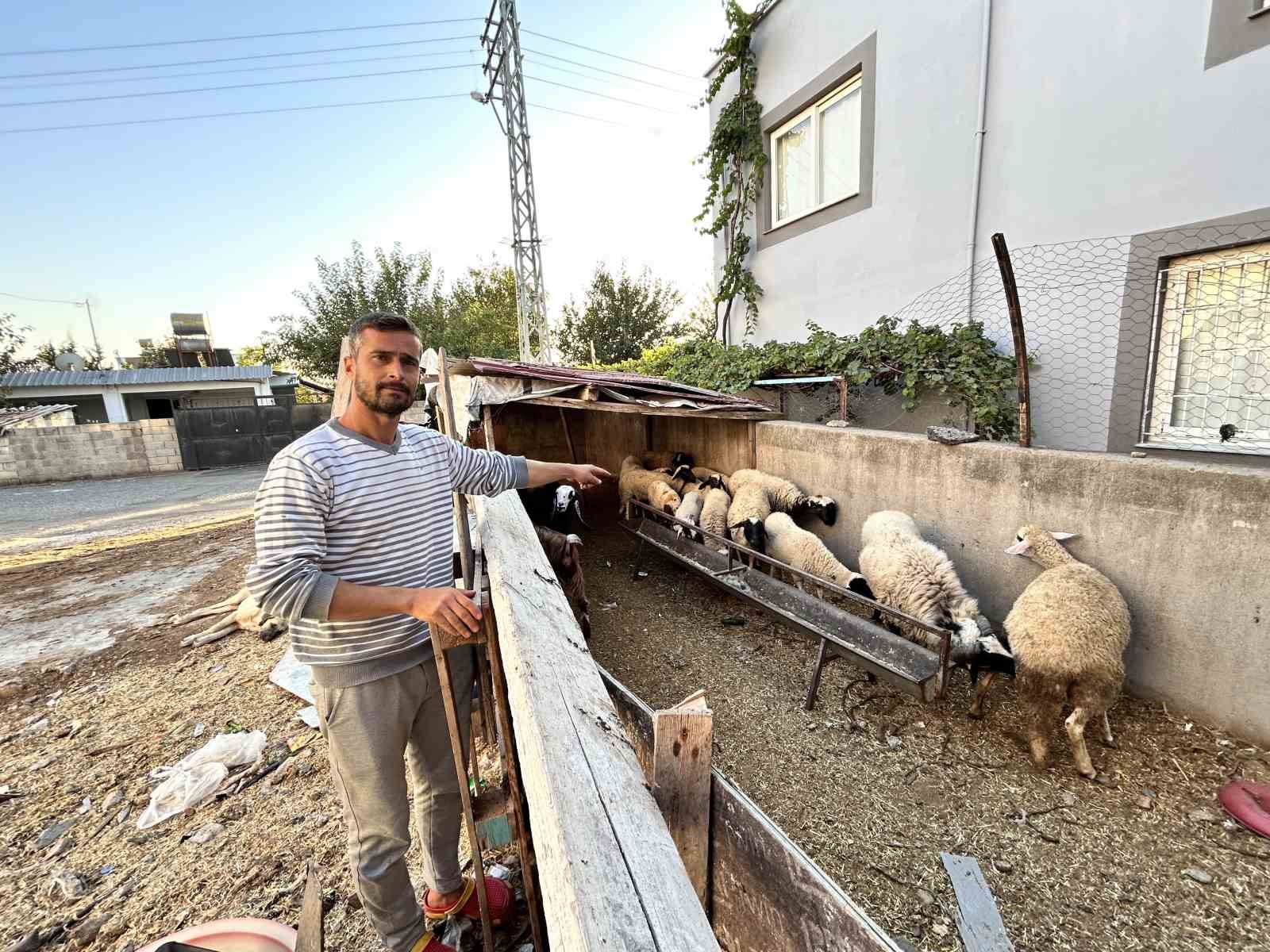 Arabasını satarak hayvancılığa başlayan depremzede baba ve böbrek hastası 2 evladının umudu olan 22 koyunu polis ekipleri buldu
