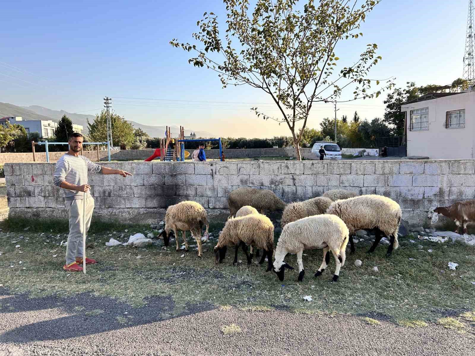 Arabasını satarak hayvancılığa başlayan depremzede baba ve böbrek hastası 2 evladının umudu olan 22 koyunu polis ekipleri buldu
